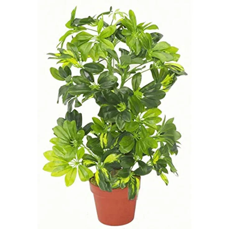 Leaf Künstliche Schefflera Arboricola Pflanze Regenschirm, 75 cm, Goldfarben