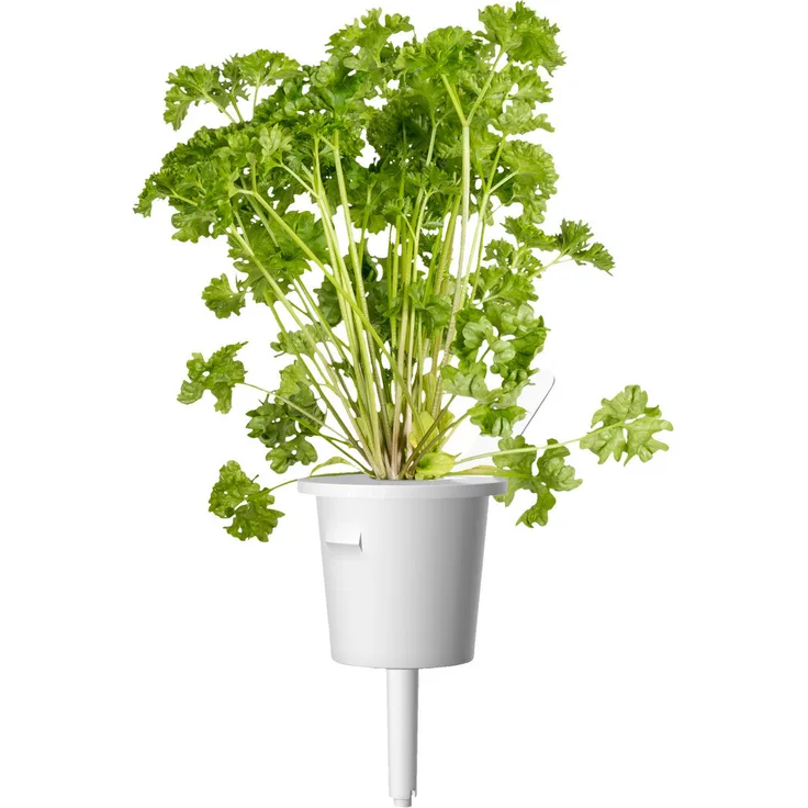 Emsa M52610 Click & Grow Substratkapsel Petersilie, Nachfüllpackung für Smart Garden, 3er-Set