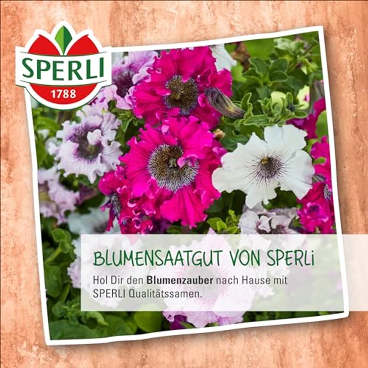 Sperli Fackelblume Tithonie Fiesta del Sol – Bild 5