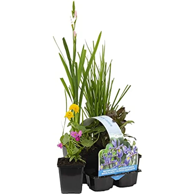 Bloomique 6er Set Blühende Teichpflanzen, Wasserpflanzen für Miniteich, winterhart, Höhe 15-25 cm, Topf 9 cm, Pflegeleicht, Mischung für Zone 1 & 2 – Bild 1
