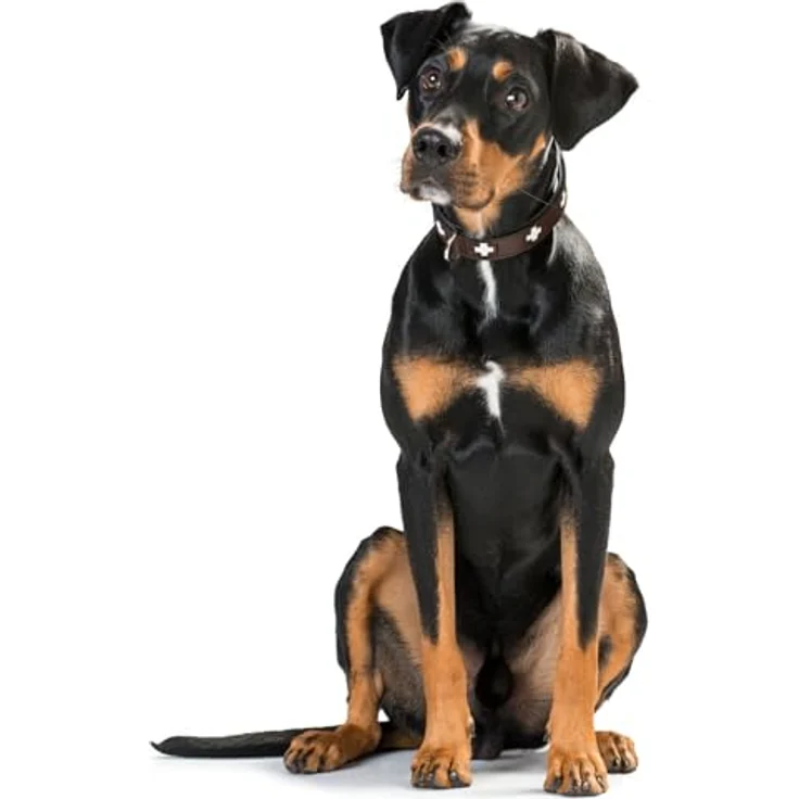Hunter Hunde-Halsband Swiss braun-schwarz M-L – Bild 4