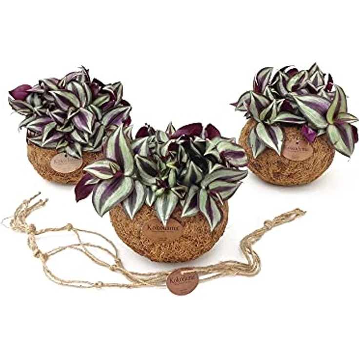 Exotenherz Kokodama Tradescantia Zebrina, Hängende Dreimasterblume im handgefertigten Kokosgefäß, ca. 15cm – Bild 2