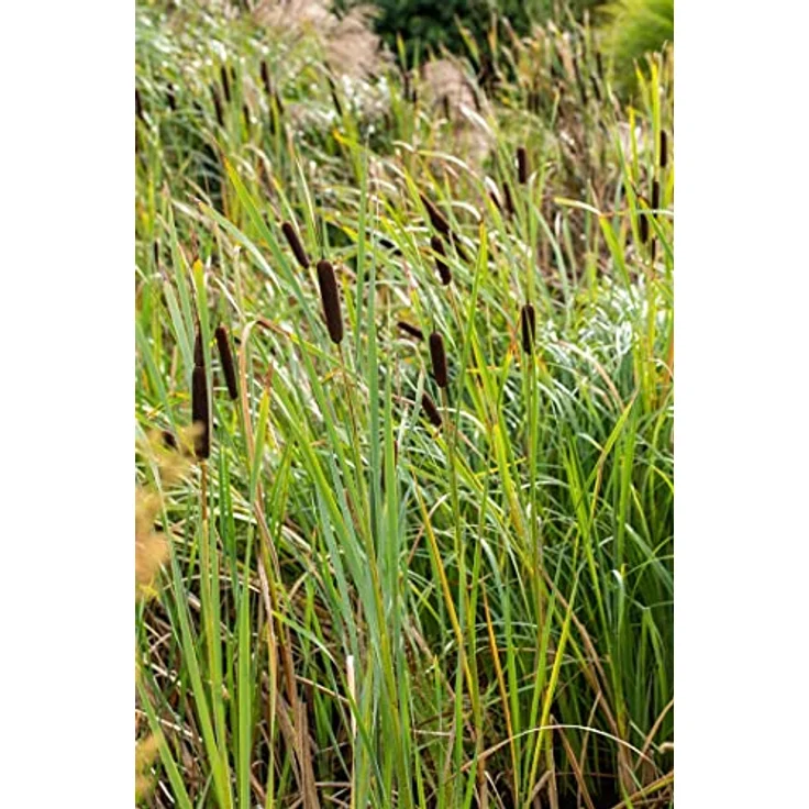 PlantaPro Typha latifolia, 9x9 cm Topf – Winterhart, Mehrjährig, Pflegeleicht – Breitblättriger Rohrkolben für Teichrand & Uferzone – Bild 5