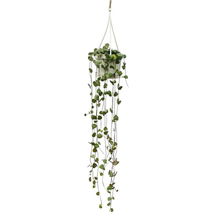 Exotenherz Leuchterblume Ceropegia woodii, 10cm hängende Zimmerpflanze, pflegeleicht und robust – Bild 1
