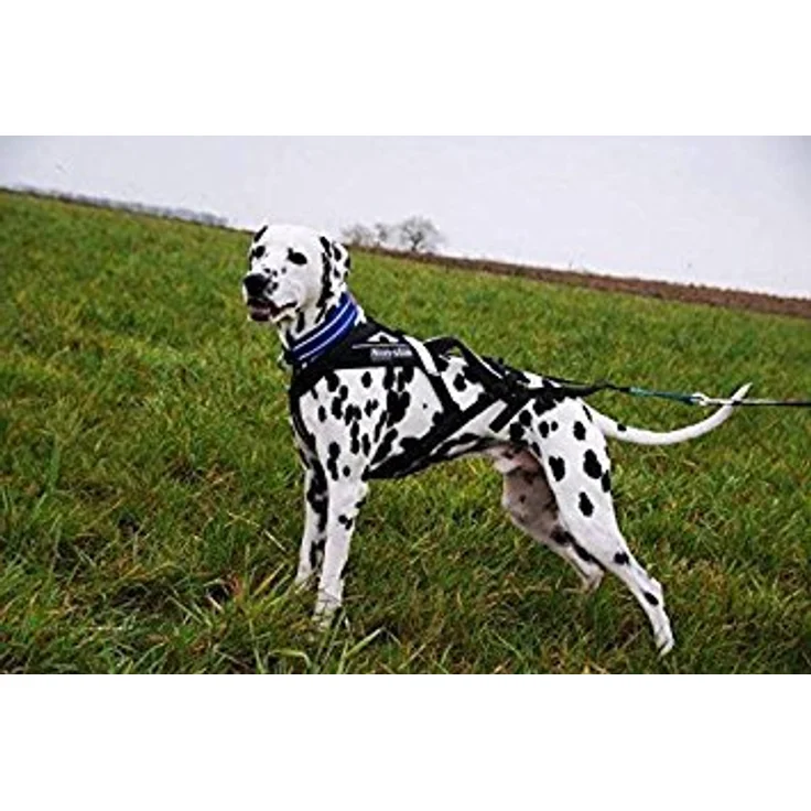 Non-stop dogwear Dog Copenhagen Free Motion Canicross-Geschirr T5 - Hochleistungs-Geschirr für sportliche Aktivitäten – Bild 5