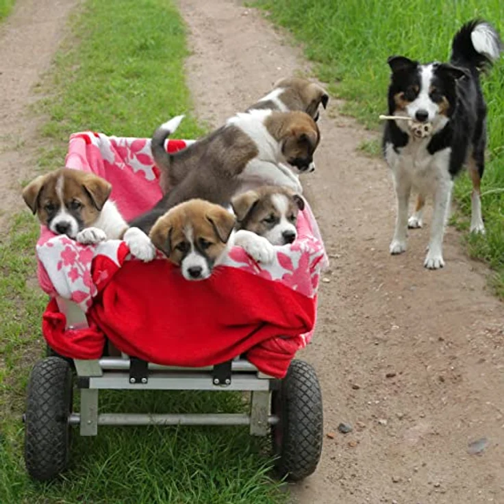 Relaxdays, blau-rot 2X Sackkarrenrad, pannensichere Vollgummireifen, 3.00-4" Stahlfelge, 20 mm Achse, 100kg, 260 x 85 mm, 10026069_959 – Bild 3