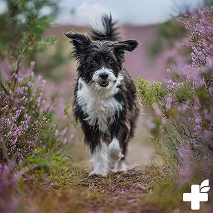 ReaVET Hundeshampoo gegen Schuppen & Juckreiz 250ml, bei Hautirritationen, trockene Sensible Haut, Rückfettend für Fellglanz ohne Duftstoffe, Anti Schuppen Juckreiz Shampoo Hund – Bild 5