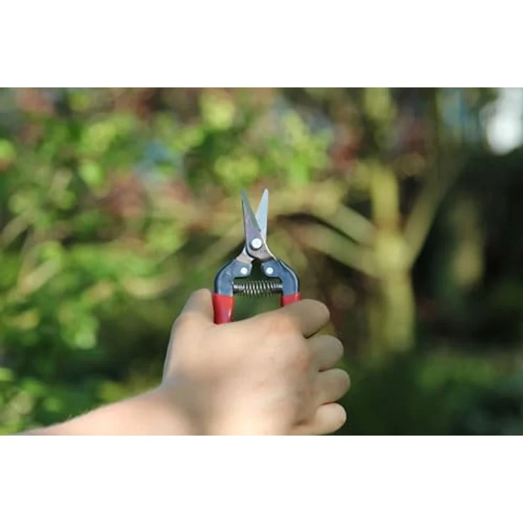 Ars 300SS, Traubenschere, 1228-00 mittelgroß 17,1 cm 100g Gartenschere Leseschere Ernteschere – Bild 7