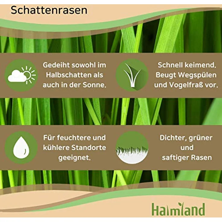 halmland Schattenrasen Samen, schnellkeimend für schattige Flächen, 2,5 kg (70 m²), inklusive Aussaatanleitung, sehr gut getestet – Bild 2