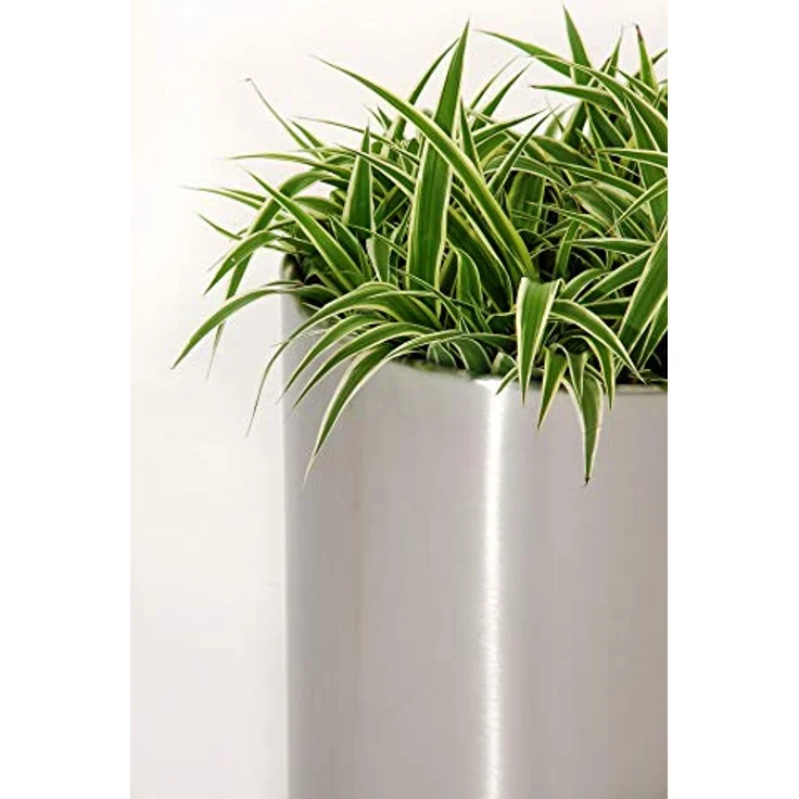 VIVANNO Pflanzkübel Blumenkübel Pflanzgefäß Rollen Edelstahl New Rondo - 40 x 40 cm – Bild 2