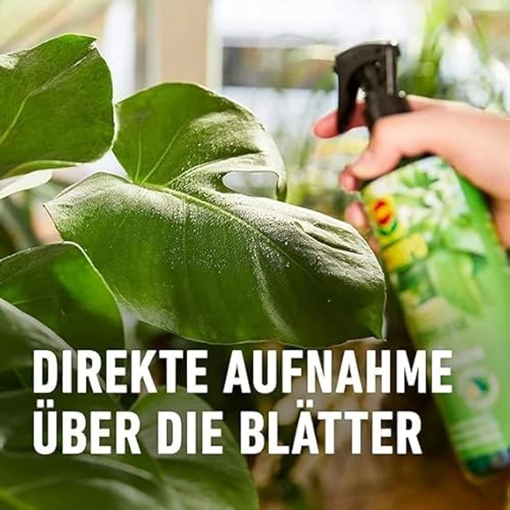 Compo Blattpflege für Grünpflanzen Spray, 500 ml – Bild 6