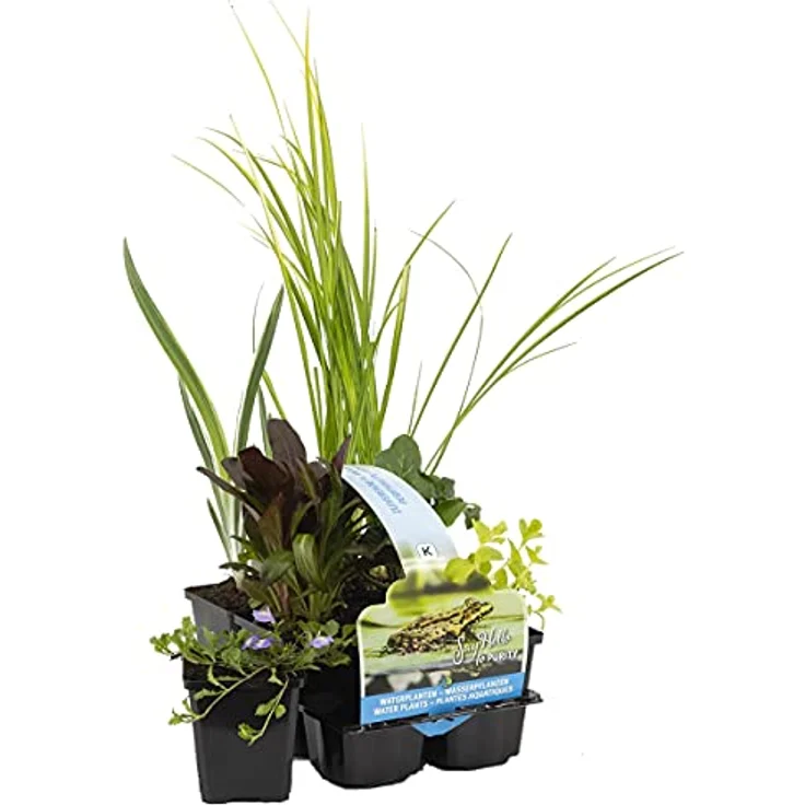 Bloomique 6er Set Reinigende Teichpflanzen, Winterhart für Miniteich, Höhe 15-25 cm, Topf 9 cm, Zone 1 & 2 – Bild 1