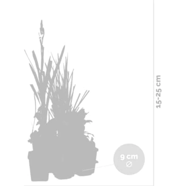 Bloomique 6er Set Heimische Teichpflanzen, Winterhart, für Miniteich in Zone 1 & 2, Höhe 15-25 cm, Topf 9 cm – Bild 3