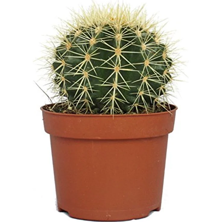 Exotenherz Echinocactus Grusonii Schwiegermutterstuhl, Zimmerpflanze im 12cm Topf, 18-22cm hoch, pflegeleicht – Bild 3