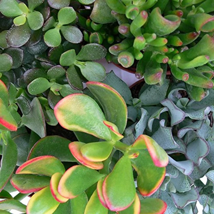 Exotenherz Geldbaum-Set, 3 verschiedene Crassula-Arten im 5,5cm Topf, überlebensfähige Pflanzen zum Wasserspeichern – Bild 2