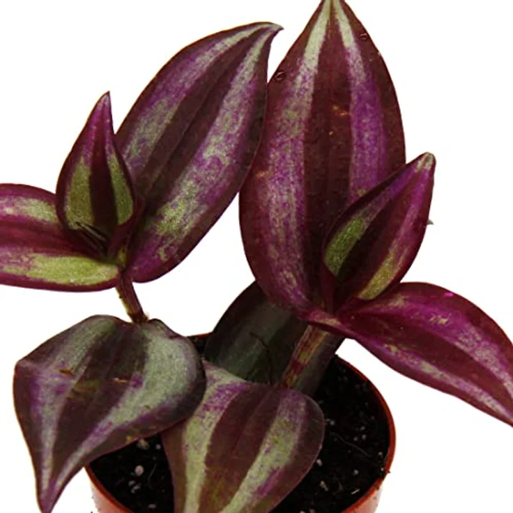 Exotenherz Mini Pflanze Tradescantia Purple, Dreimasterblume Wasserhexe im 5,5cm Topf, ideal für kleine Schalen – Bild 2
