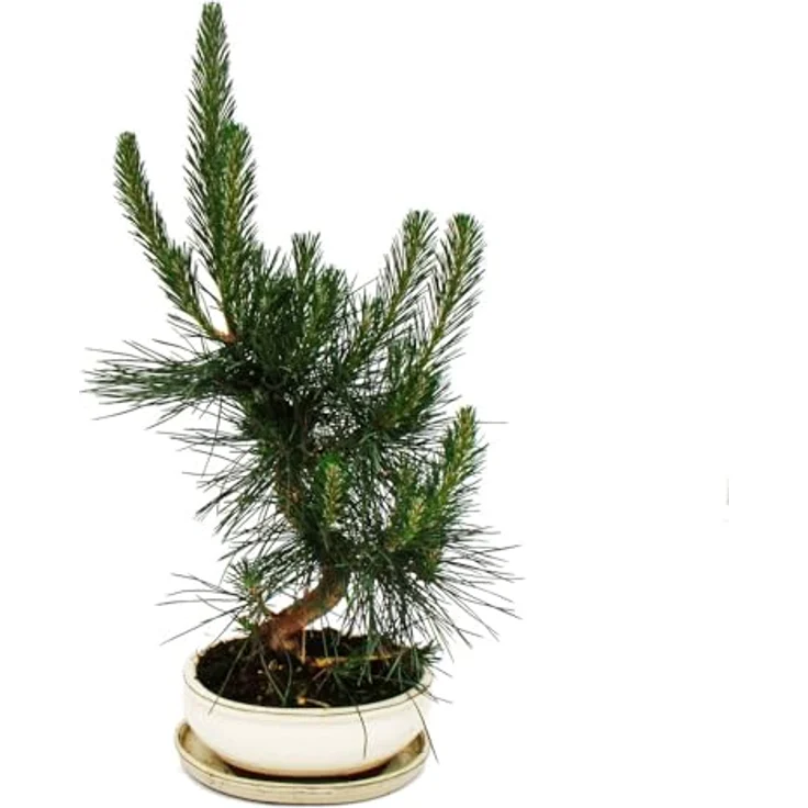 Exotenherz Bonsai Pinus Thunbergii, Japanische Schwarzkiefer ca. 19 Jahre, knorriger Stamm, Höhe ca. 45 cm, frostfest – Bild 1