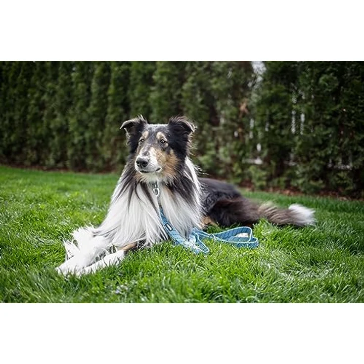 Kerbl Pet Führleine Colorado, Ocean, besonders stabil mit verchromten Beschlägen, 25 mm / 200 cm – Bild 4