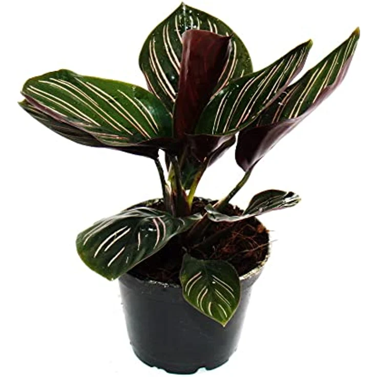 Exotenherz Calathea 3er Set, Schattenpflanzen mit ausgefallenem Blattmuster, 7cm Topf, ca. 20cm hoch – Bild 6