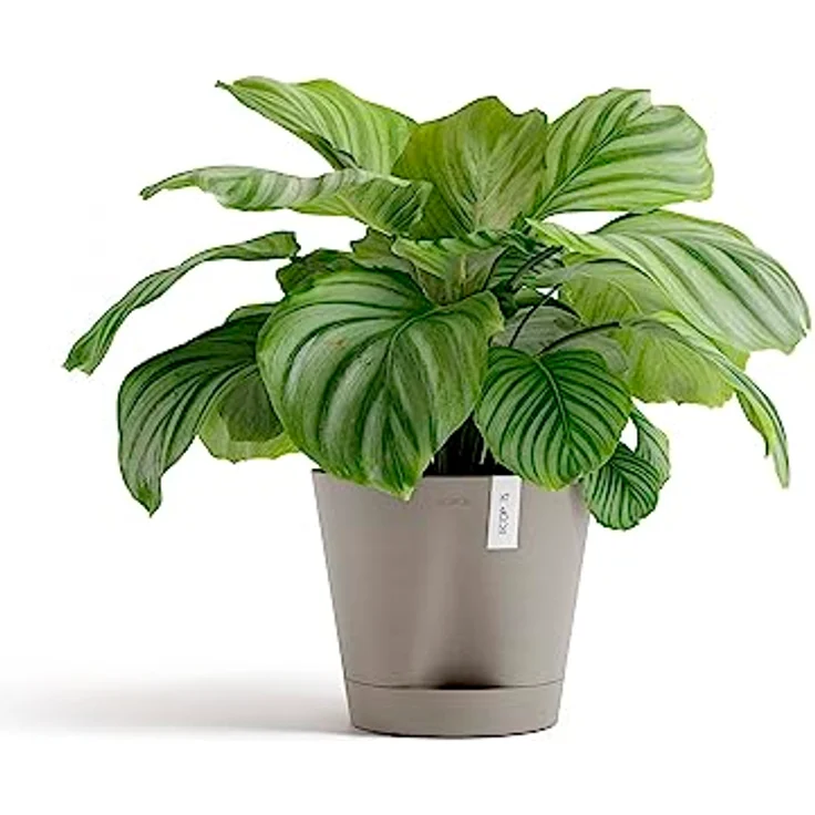 ECOPOTS Blumentopf Venice 2 mit Bewässerung Braun Grau - Durchmesser Ø 40 cm rund groß - Pflanzentopf aus Recycling Kunststoff - Übertopf mit Wasserversorgung modern für Indoor und Outdoor – Bild 2
