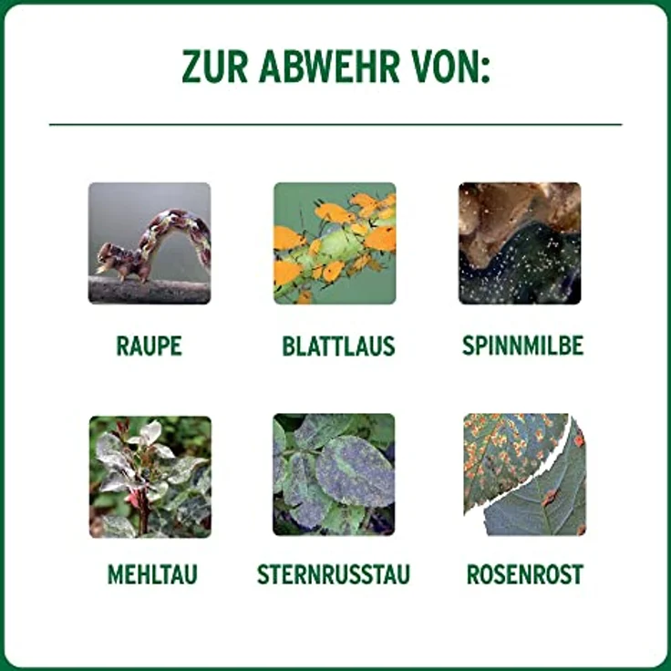Substral Celaflor Combi-Rosen Spritzmittel - 1 x – Bild 6