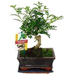Exotenherz Bonsai Szechuan-Pfeffer Zanthoxylum Piperitum, ca. 6 Jahre, Kugelform, Gesamthöhe 20-25 cm, scharfer Citrus-Duft, inklusive Untersetzer