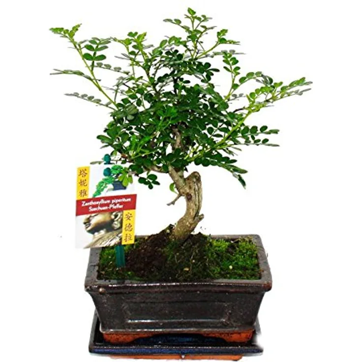 Exotenherz Bonsai Szechuan-Pfeffer Zanthoxylum Piperitum, ca. 6 Jahre, Kugelform, Gesamthöhe 20-25 cm, scharfer Citrus-Duft, inklusive Untersetzer