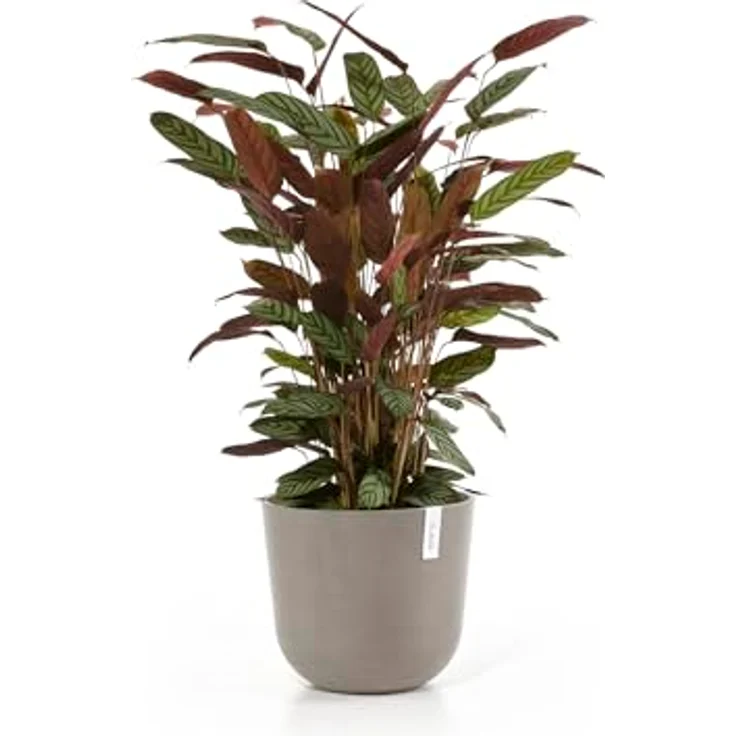Ecopots Decolines 35 cm Ø Taupe Kunststoff-Blumentöpfe | Wetterfeste Blumentöpfe für Balkon und Terrasse – Bild 3