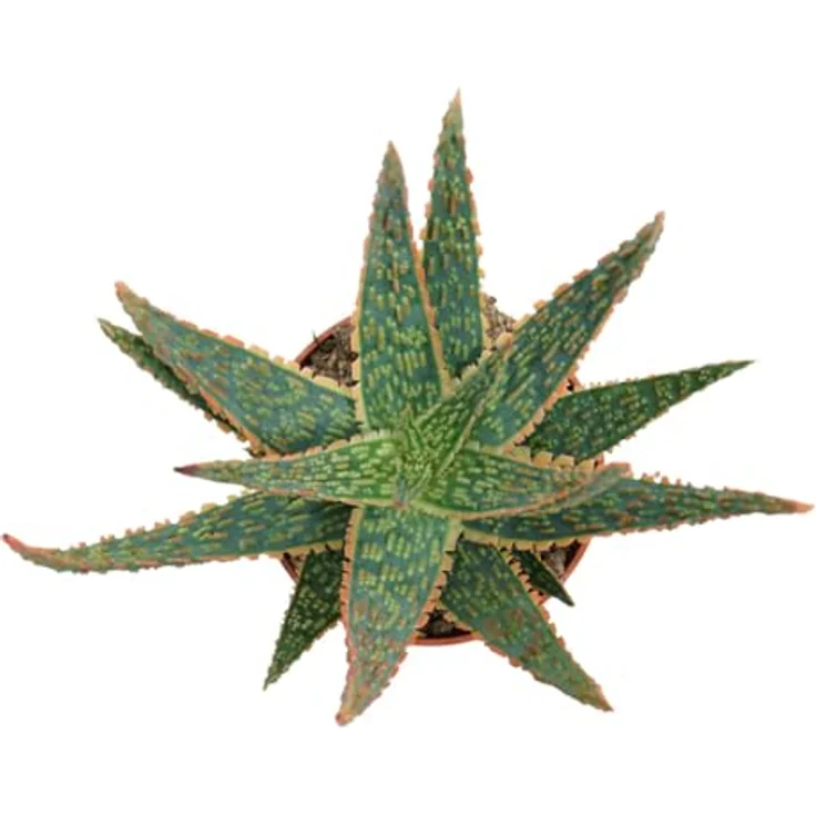 Exotenherz Aloe Zebrina Danyz, Sukkulente Zimmerpflanze mit orange-roten Rändern, 10,5 cm Topf, Höhe ca. 20 cm – Bild 2