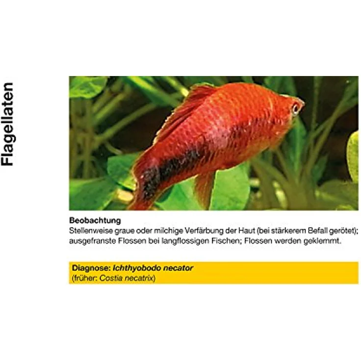 sera costapur F 500 ml, Arzneimittel für Fische gegen Ichthyophthirius multifiliis und Hautparasiten, sichere Heilkraft für Zierfische – Bild 4