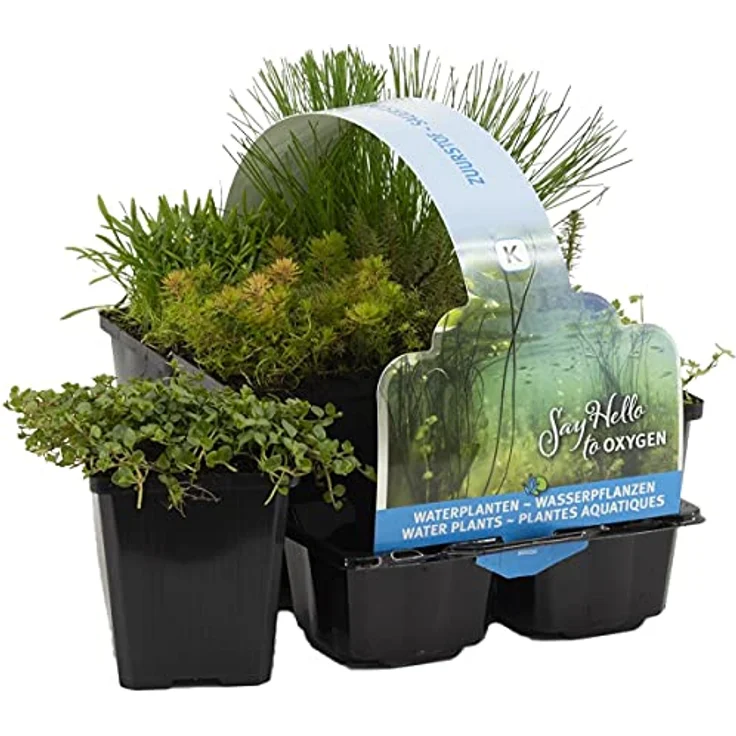 Bloomique 6er Set Sauerstoff Teichpflanzen, Wasserpflanzen für Miniteich, winterhart, Höhe 15-25 cm, Topf 9 cm, Zone 5 – Bild 1