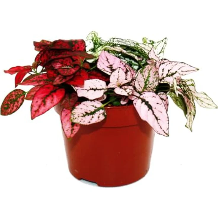 Exotenherz Hypoestes Phyllostachya, Dreifarbige Punktblume im 12cm Topf, pflegeleicht und farbenfrohe Zimmerpflanze – Bild 2