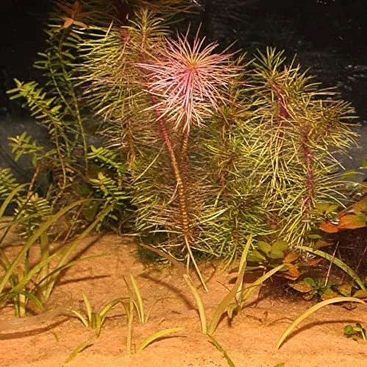 JBL GmbH & Co. KG Aquariensand Sansibar Orange, 5 kg, orangefarben – Bild 3