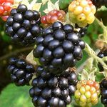 Brombeere Thornless Evergreen 3,5L-Container