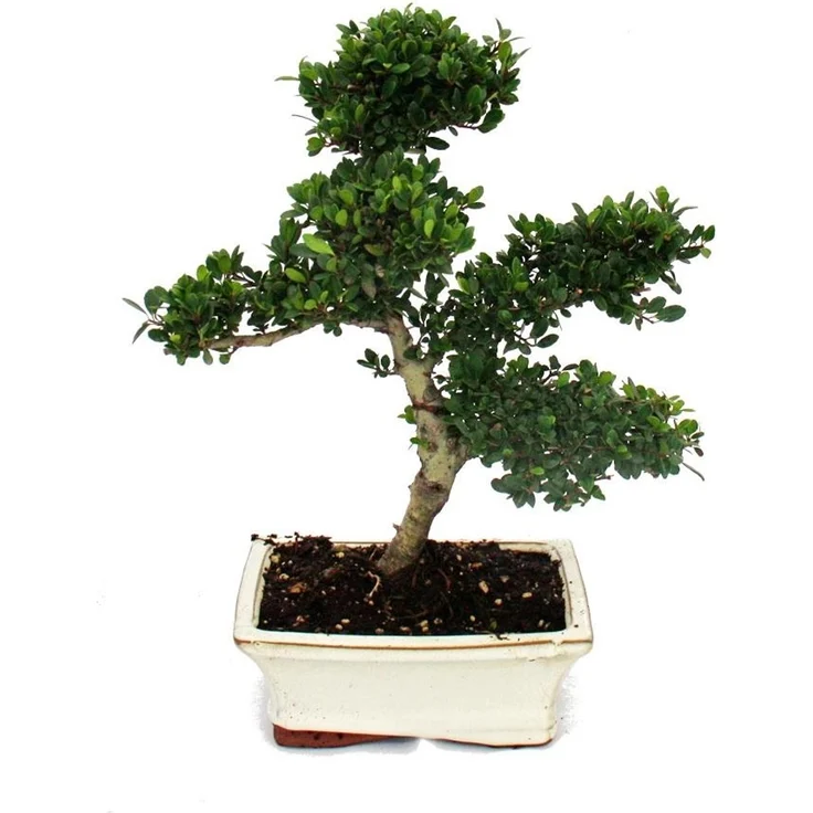 Exotenherz Bonsai Ilex Crenata, Japanische Stechpalme, ca. 6 Jahre alt, Gesamthöhe 25-30cm, Schalengröße 15cm