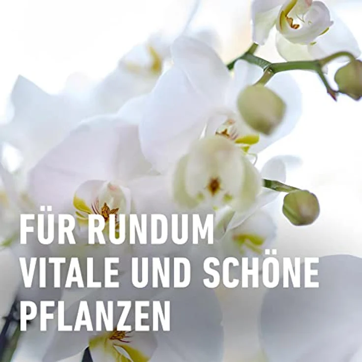 Compo Düngestäbchen für Orchideen – Bild 7