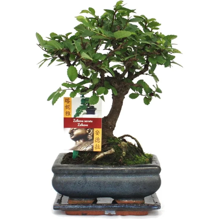 Exotenherz Bonsai Chinesische Ulme Ulmus Parviflora, ca. 6 Jahre, Kugelform, Gesamthöhe 22 cm, Schalengröße 13x8 cm – Bild 1