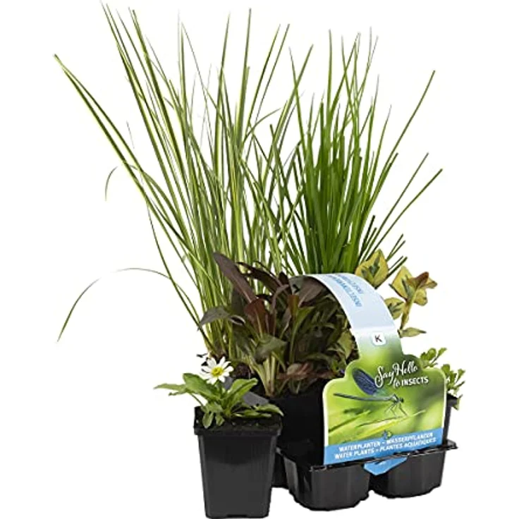 Bloomique - Insektenfreundliches 6er Set Wasserpflanzen - Winterhart für Miniteich, Höhe 15-25 cm, Topf 9 cm, für Zone 1 & 2 – Bild 1