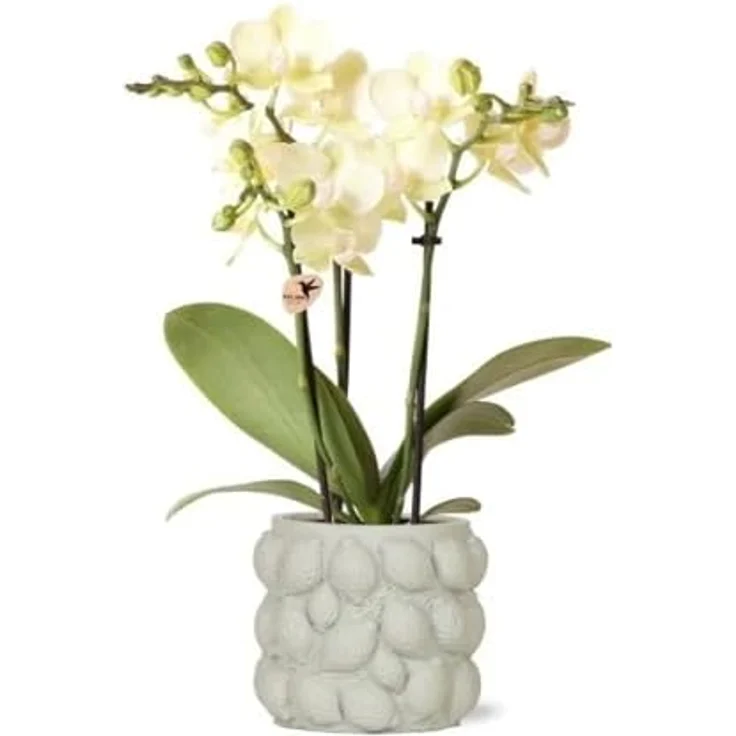 Exotenherz Übertopf Freche Früchte, Limette für 9cm Pflanztöpfe, 10,5cm hoch – Bild 2