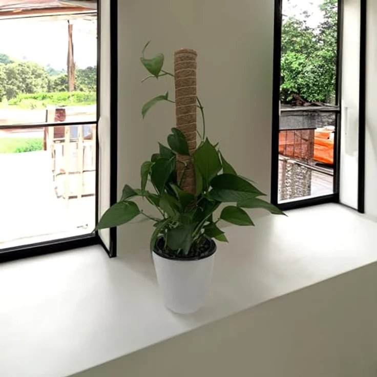 Kokos Rankstab 40 cm Natur - 4 Stück - Pflanzstab für Zimmerpflanzen – Blumen Pflanz Stab Topf Rankhilfe Kletterhilfe Kokosstange für Kletterpflanzen – Bild 4