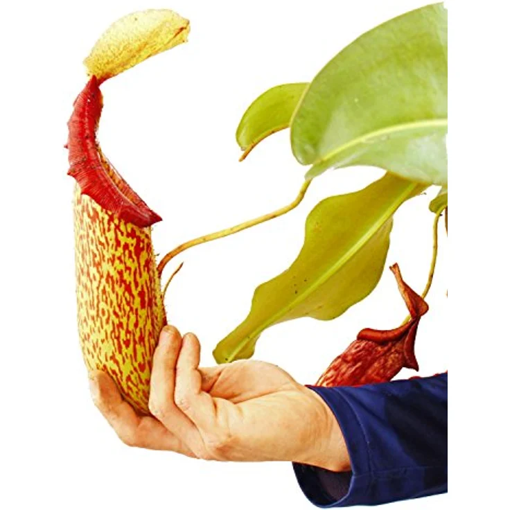 Exotenherz Nepenthes Maxima Riesen-Kannenpflanze, Ampeltopf mit bis zu 35 cm großen Kannen, tropische Fliegenfängerpflanze – Bild 4
