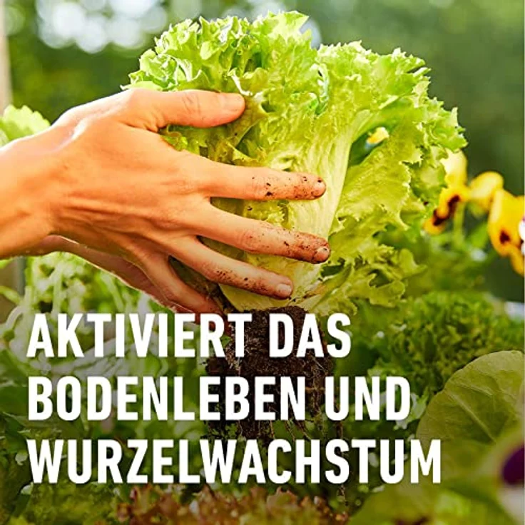 Compo Horn- und Knochenmehl Compo 12631 Horn???? 2,5kg – Bild 5