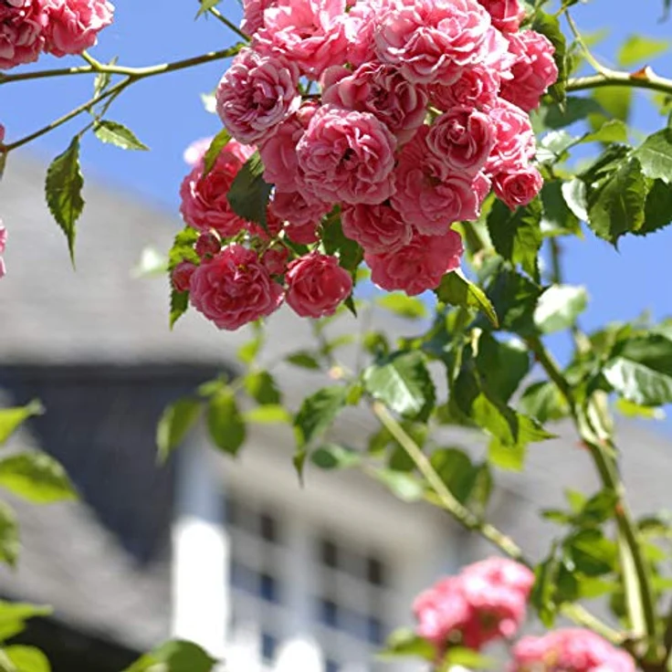 Relaxdays Rankturm 2er Set, freistehend, Rankhilfe für Rosen, Kletterpflanzen, wetterfest, H: 139 cm & 149 cm, schwarz – Bild 5