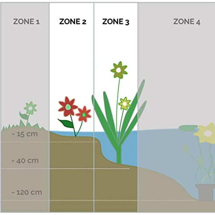 Bloomique 6er Set Blühende Teichpflanzen, Wasserpflanzen für Miniteich, winterhart, Höhe 15-25 cm, Topf 9 cm, Pflegeleicht, Mischung für Zone 1 & 2 – Bild 4
