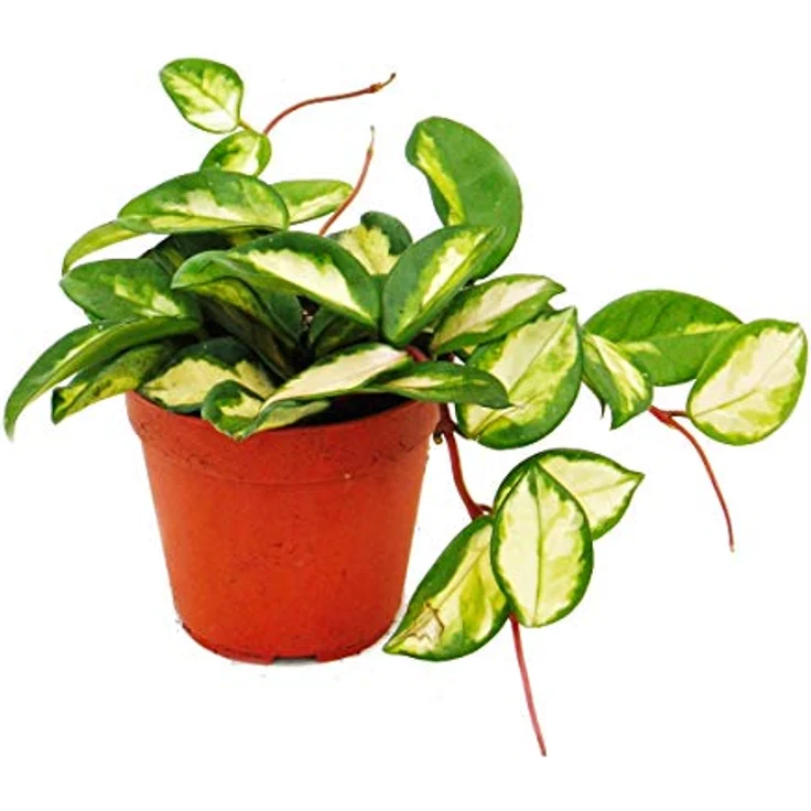 Exotenherz Hoya Carnosa Tricolor, Porzellanblume und Wachsblume, hängend, 12cm Topf Größe, mehrfarbige Blätter – Bild 2