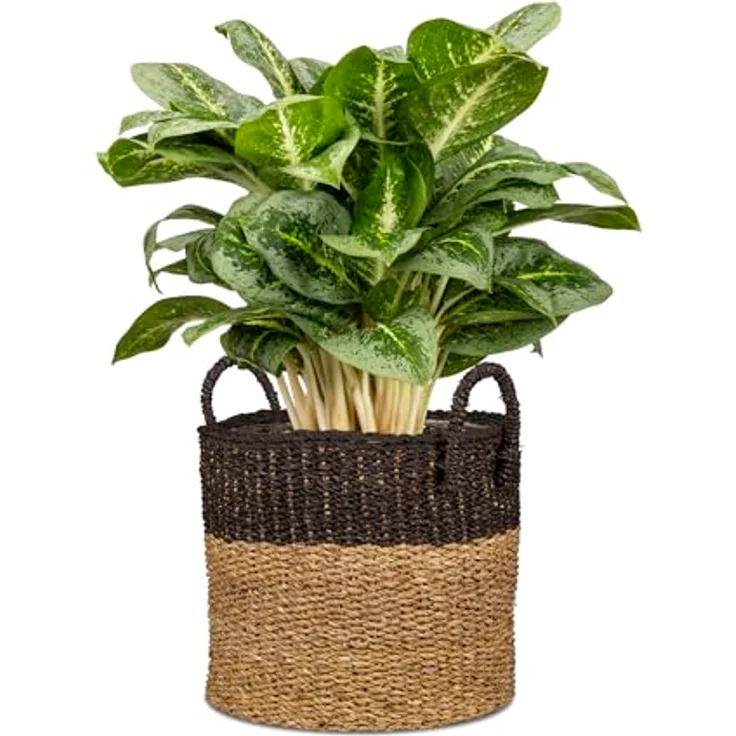 Scheurich Seegras 37, Korb-Pflanzgefäß mit Griffen aus Seegras, Nut Brown, 38 cm Durchmesser, 33 cm hoch, 37,4 l Vol. – Bild 2