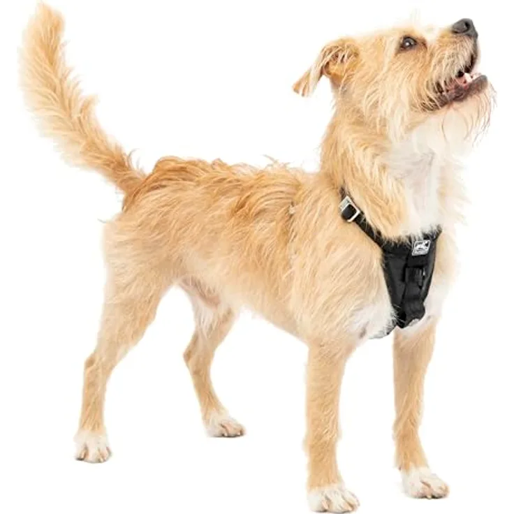 Kurgo Autogurt (XS, Hund), Halsband + Leine
