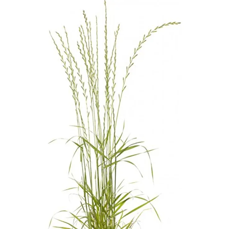 Samenshop24 Welsches Weidelgras lolium multiflorum 1kg