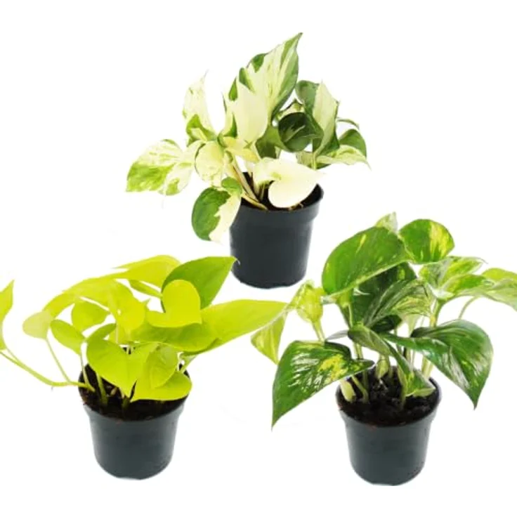 Exotenherz Efeutute Set, Trio mit 3 verschiedenen Epipremnum Arten, rankend, 12cm Töpfe – Bild 1