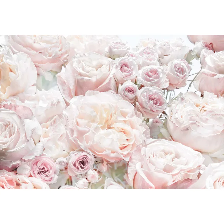 Komar Fototapete Spring Tapete, Wanddekoration, Rosen, Schlafzimmern, Romantik, Blumenmotiv-8-976, Bunt, 368 x 254 cm, 8 Teile